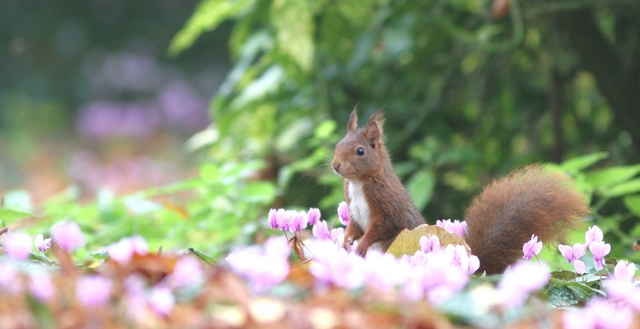 Programme Écureuils, avez-vous vu leur panache&nbsp;?