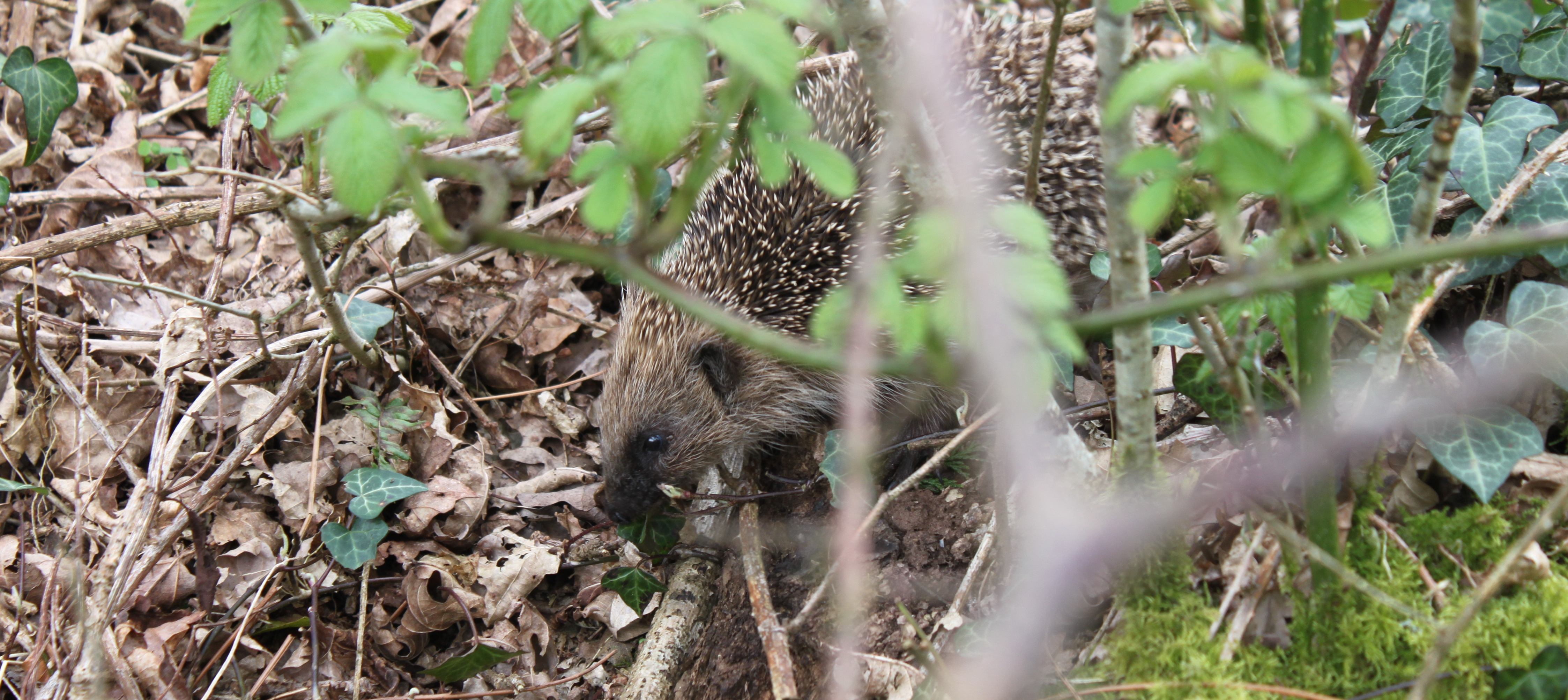 Programme Hérisson es-tu là&nbsp;?