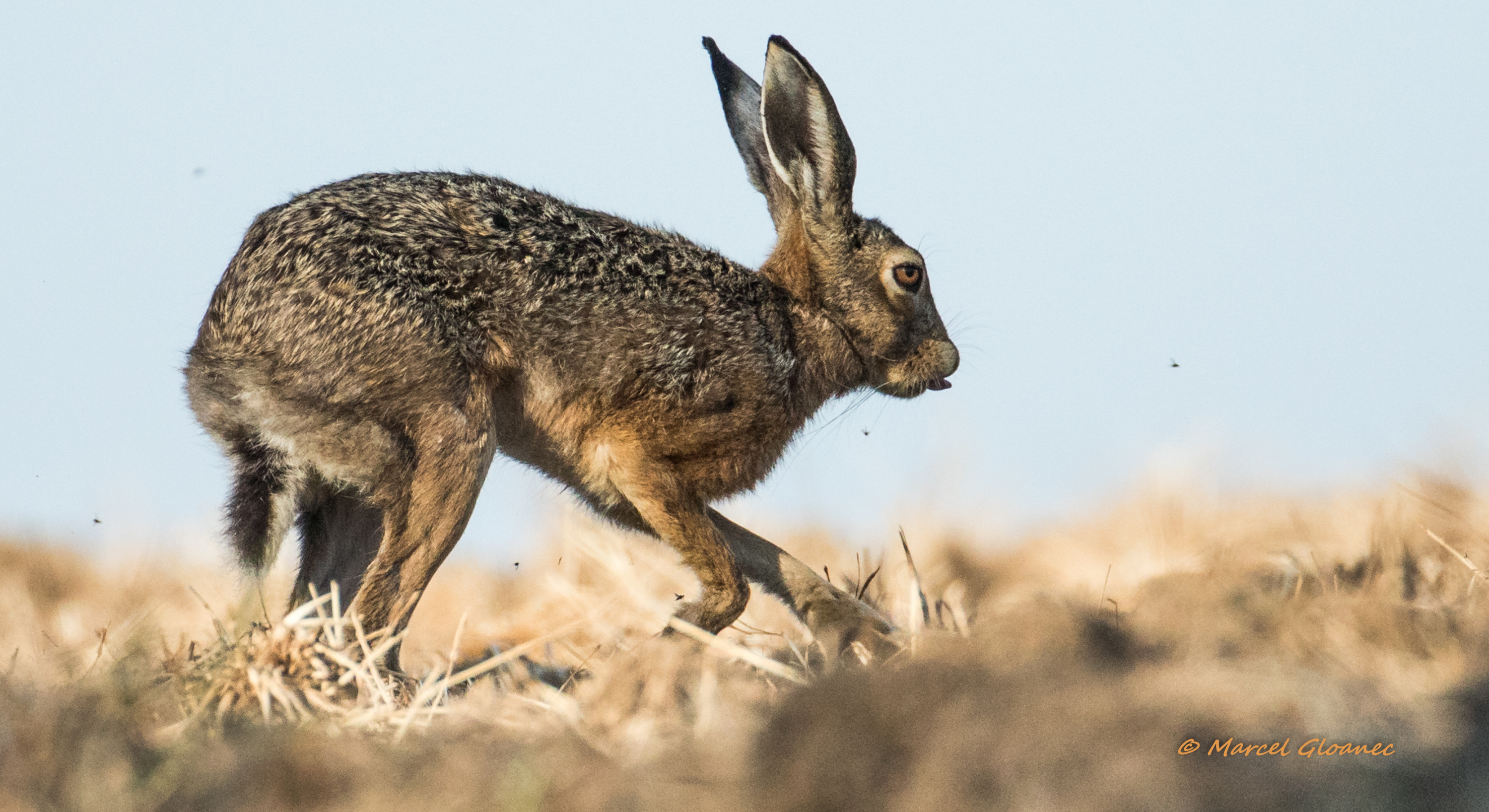 Programme Notez tous les Mammifères&nbsp;!
