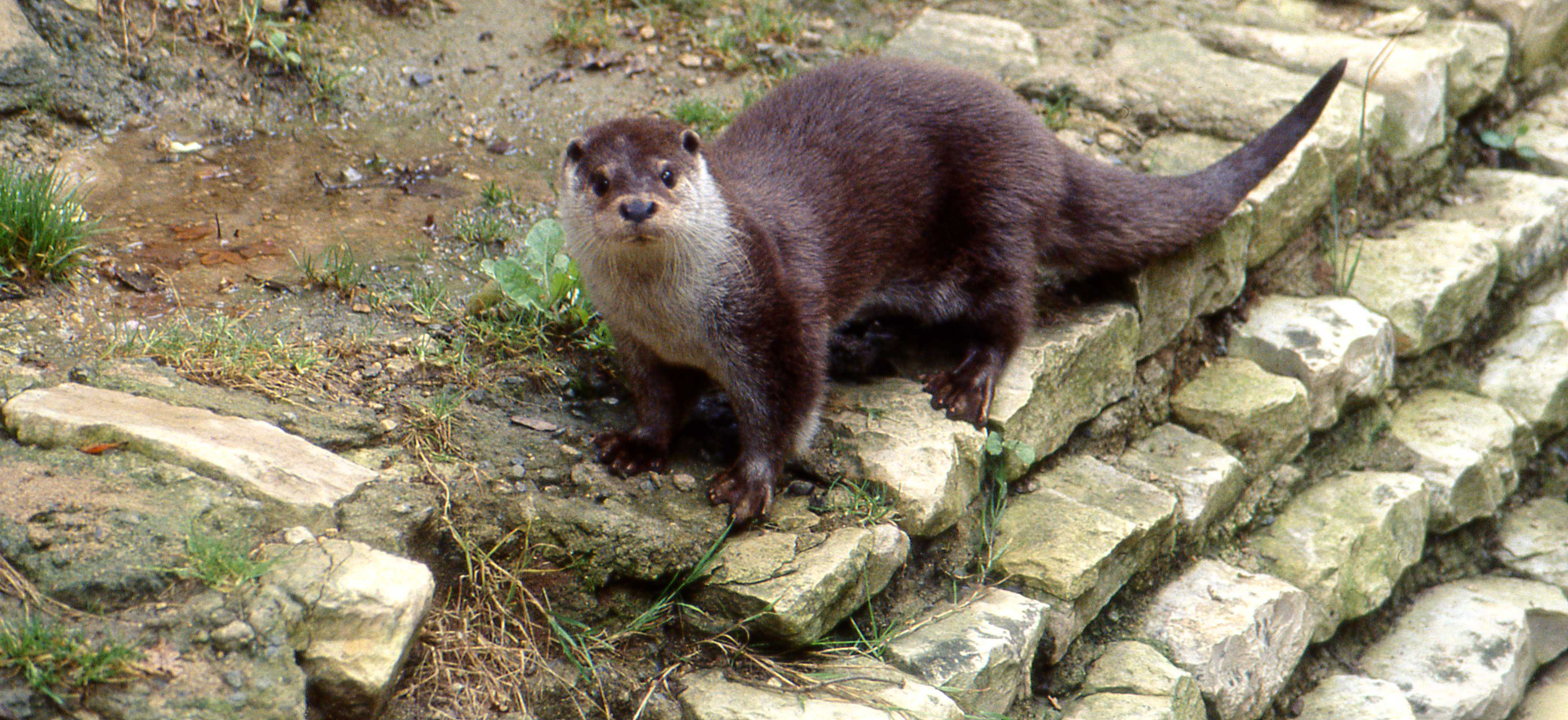 Programme Sur la piste de la Loutre