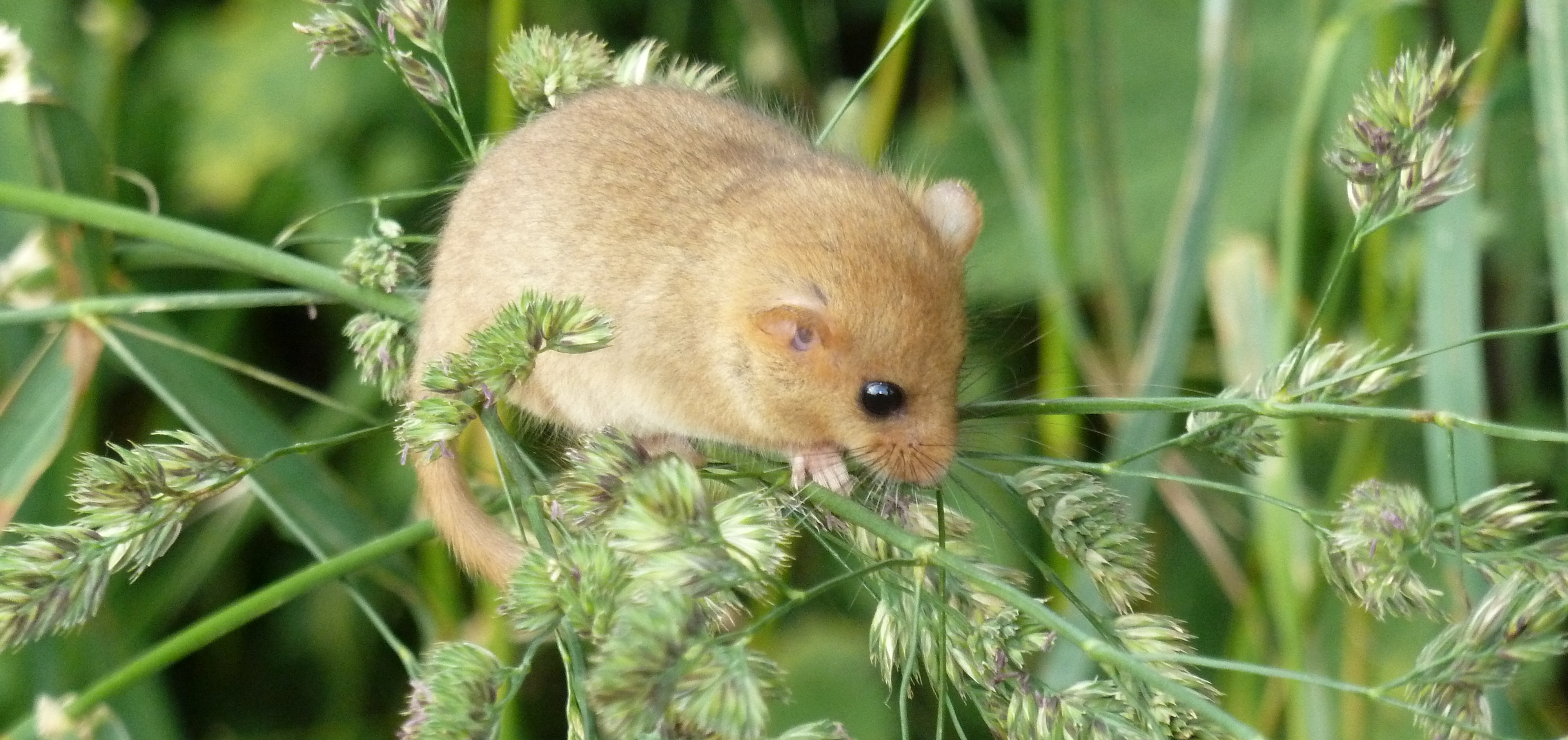Programme Mais où sont les Muscardins&nbsp;?