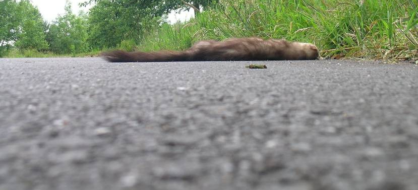 Programme Collisions routières