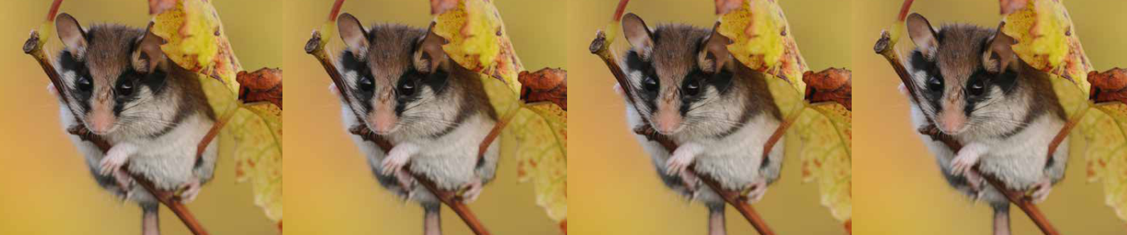 Programme Avis de recherche : Le Lérot